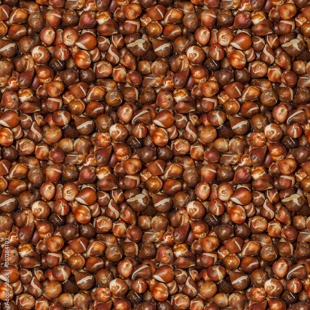 Tulip bulbs scattered for drying after cleaning. Showcase in a flower shop. Natural background of planting material. Tulip bulbs scattered for drying after cleaning. Showcase in a flower shop. Natural background of planting material.