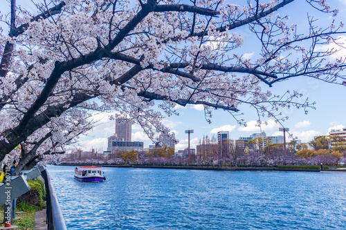 Cherry blossoms near the Osaka Mint.This river is Okawa River. photo