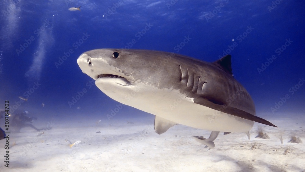 Fototapeta premium Tiger Shark