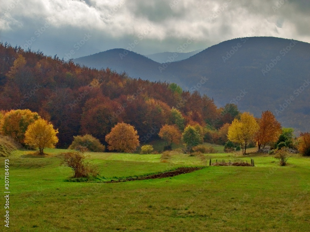 forest forest