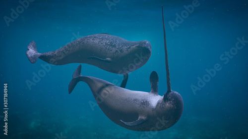 Narwhal couple,  two Monodon monoceros playing in the ocean  photo