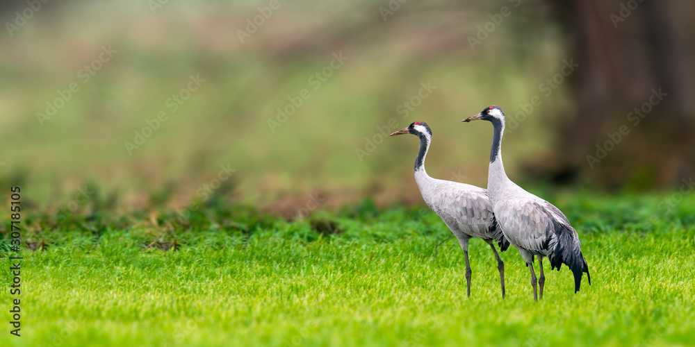 Obraz premium Cranes on green winter meadow