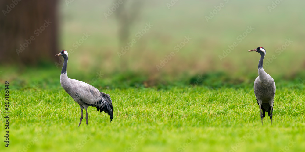 Obraz premium Cranes on green winter meadow