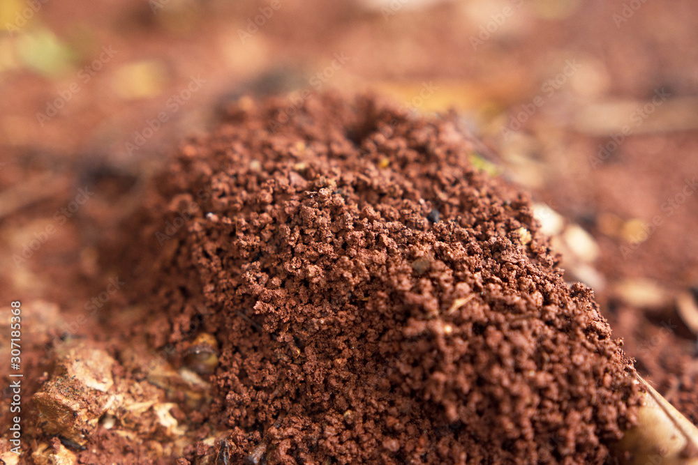 Close up of a Red Ground Anthill in the Rainforest Close up of a Red Ground Anthill in the Rainforest