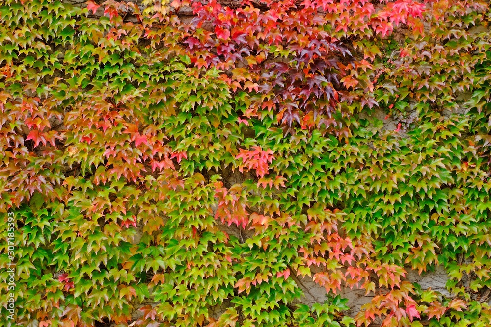 Colorful leaves fully covers the wall during Fall and Autumn.