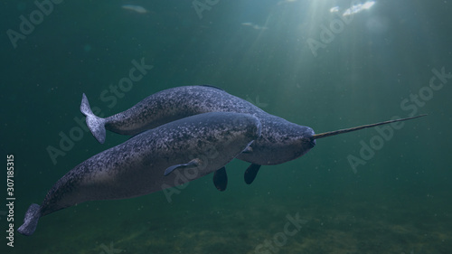 Narwhal couple, two Monodon monoceros swimming together in the ocean photo