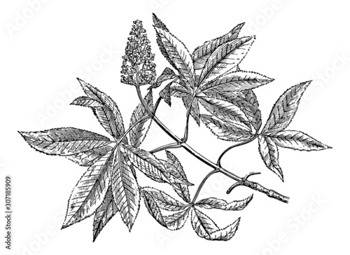Yellow Buckeye twig - Vintage Engraving Illustration
