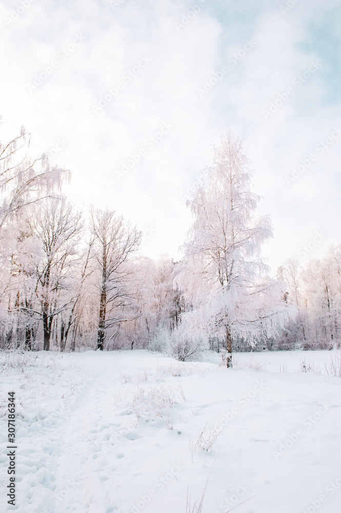 Beautiful winter Christmas landscape path leading to snow-covered trees at dawn. Seasonal features of winter Beautiful winter Christmas landscape path leading to snow-covered trees at dawn. Seasonal features of winter