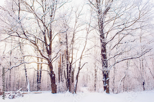 Winter Christmas picturesque background. Snowy landscape with trees covered with snow, outdoors