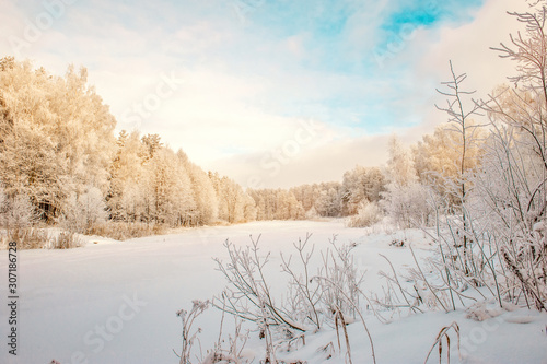 Winter Christmas picturesque background with copy space. Snowy landscape with trees covered with snow, outdoors.