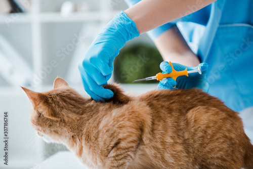Vászonkép cropped view of veterinarian doing implantation of identification microchip to r