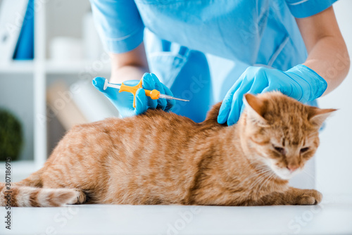 Fototapeta Naklejka Na Ścianę i Meble -  partial view of veterinarian doing implantation of identification microchip to red cat