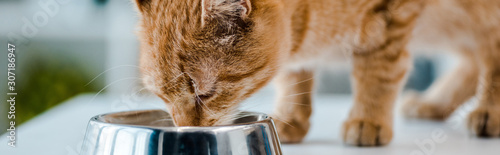 panoramic shot of cute red tabby cat eating from metal bowl in veterinary clinic