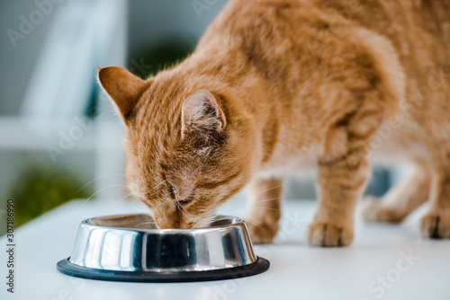 Cute red tabby cat drinking from metal bowl in veterinary clinic