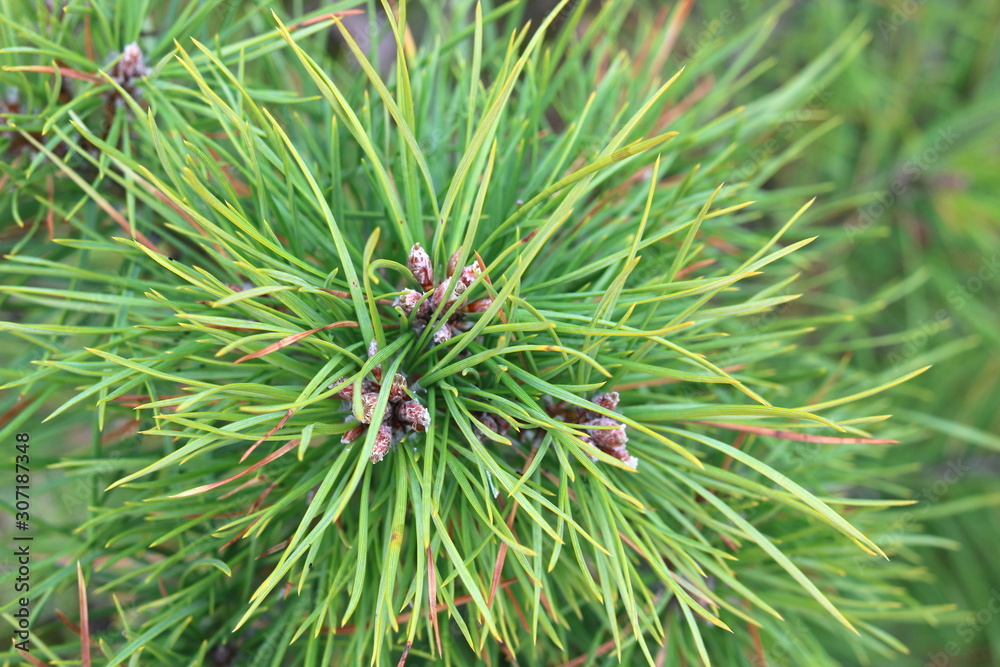 Pine forest with beautiful high pine trees against other pines with brown textured pine bark in summer in sunny weather Pine forest with beautiful high pine trees against other pines with brown textured pine bark in summer in sunny weather