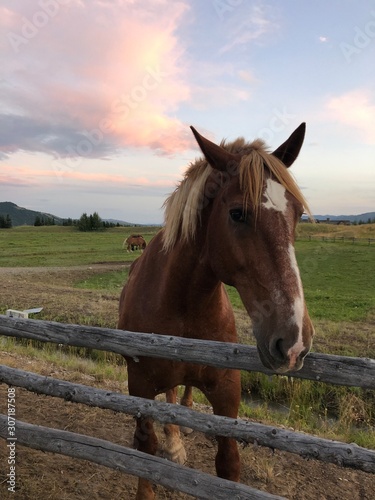 Wyoming Horse © Shira