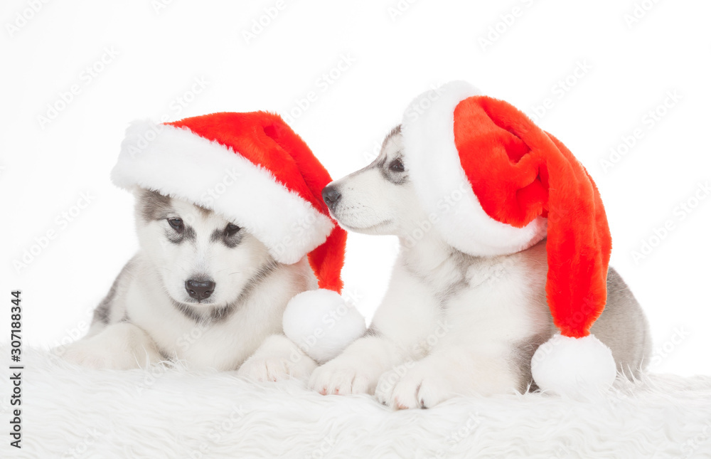 Animals. Two puppies Husky white isolated, Christmas hat Animals. Two puppies Husky white isolated, Christmas hat
