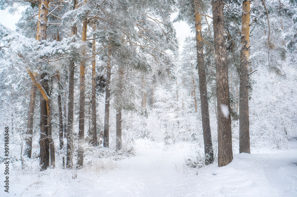 Beautiful winter landscape of Christmas forest in snow in fog. Winter background Beautiful winter landscape of Christmas forest in snow in fog. Winter background