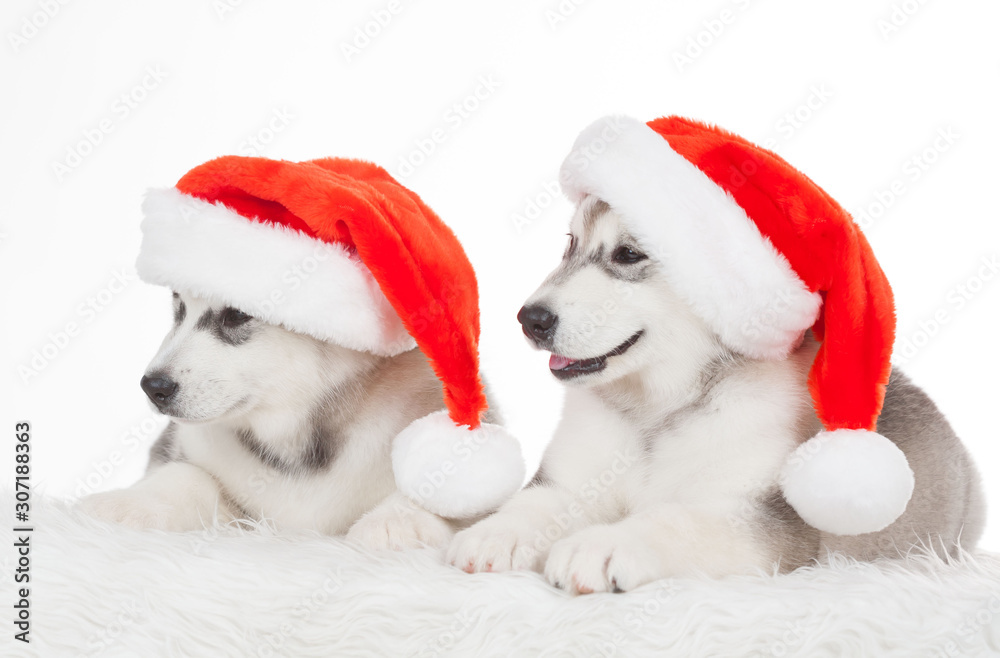 Animals. Two puppies Husky white isolated, Christmas hat Animals. Two puppies Husky white isolated, Christmas hat