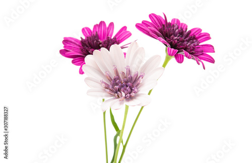 Osteosperumum Flower Daisy Isolated