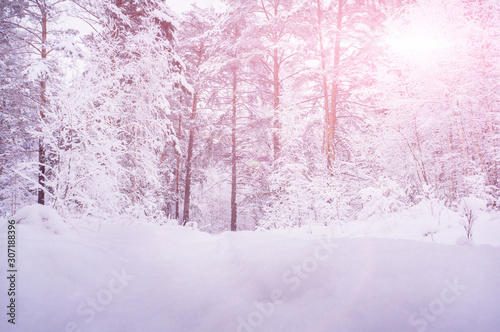 Beautiful pine forest in snowy and Sunny weather. Christmas background
