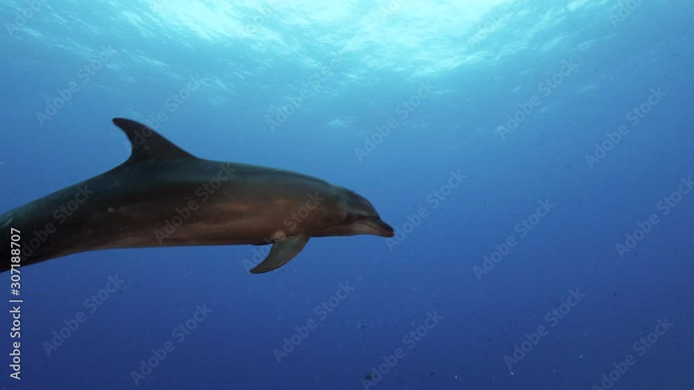 Bottlenose dolphing at dawn on a tropical coral reef Bottlenose dolphing at dawn on a tropical coral reef