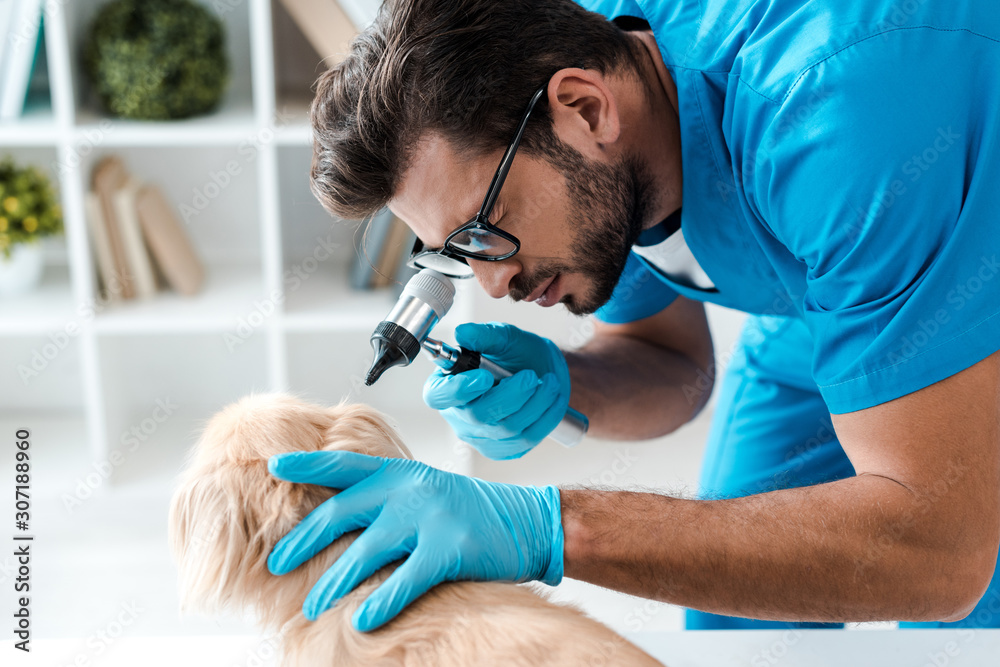 focused veterinarian examining ear of pekinese dog with otoscope