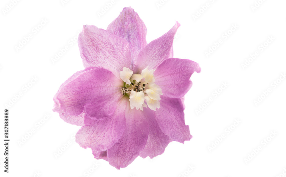 delphinium flower isolated