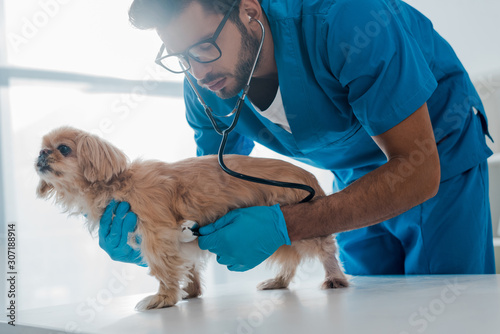 фотографія attentive veterinarian examining pekinese dog with stethoscope