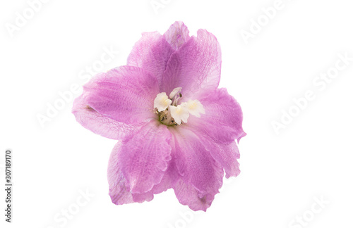 delphinium flower isolated