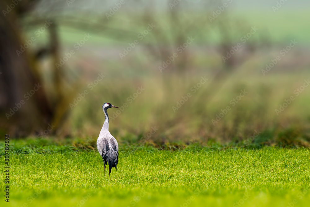Cranes on green winter meadow