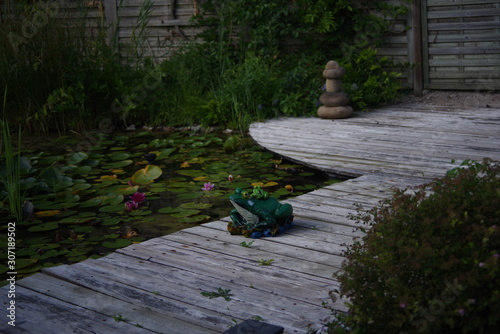 Grenouille en terre autour d'un bassin