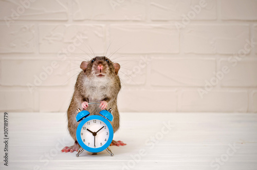 Gray rat or mouse sitting with a blue retro alarm clock on a white background with a brick wall. The concept of time, morning, deadline, new year with copyspace