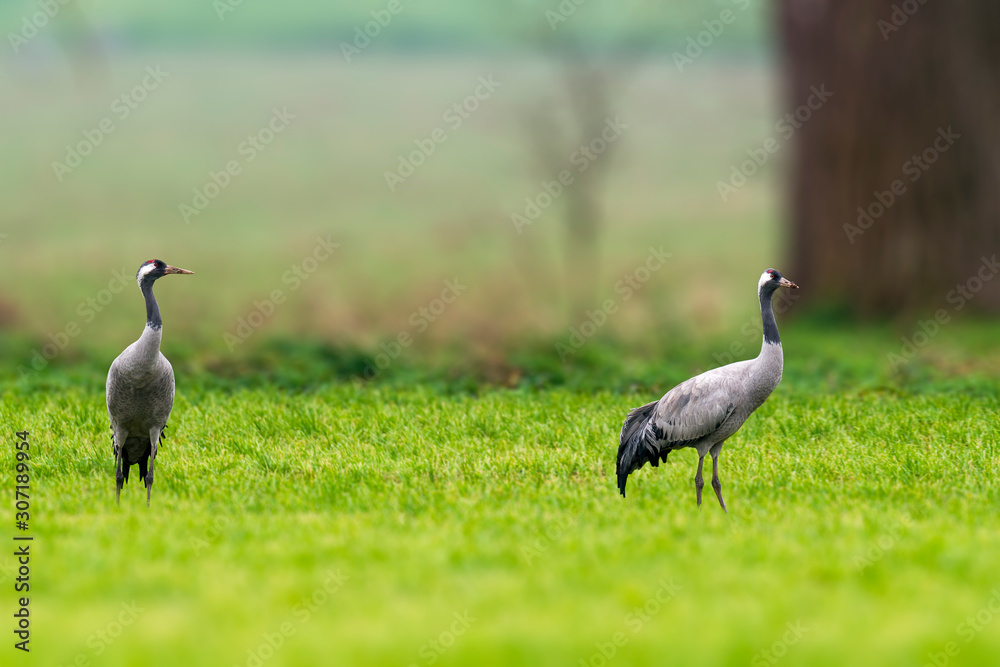 Fototapeta premium Cranes on green winter meadow