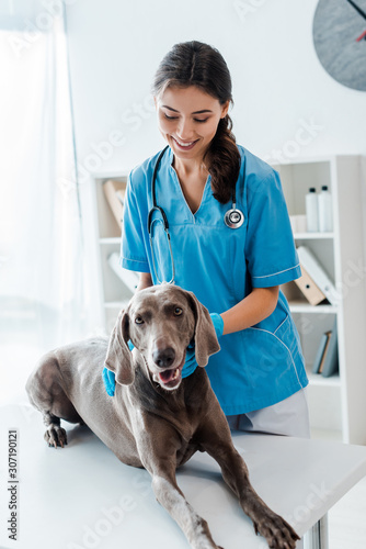 pretty, smiling veterinarian examining weimaraner dog lying on table
