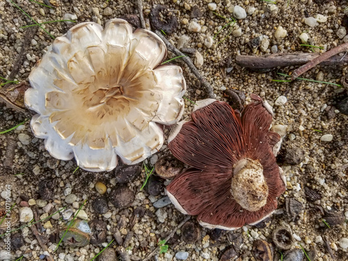 Field or meadow mushroom