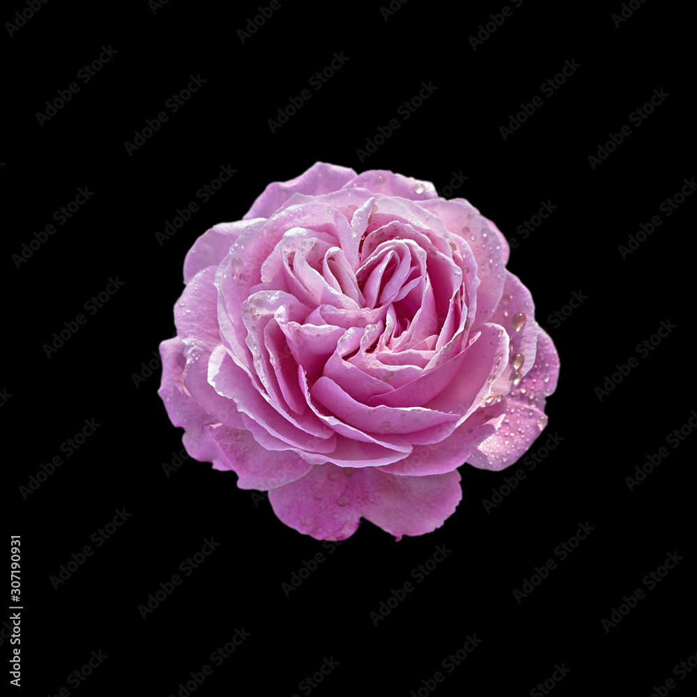 Beautiful purple rose isolated on a black background Beautiful purple rose isolated on a black background