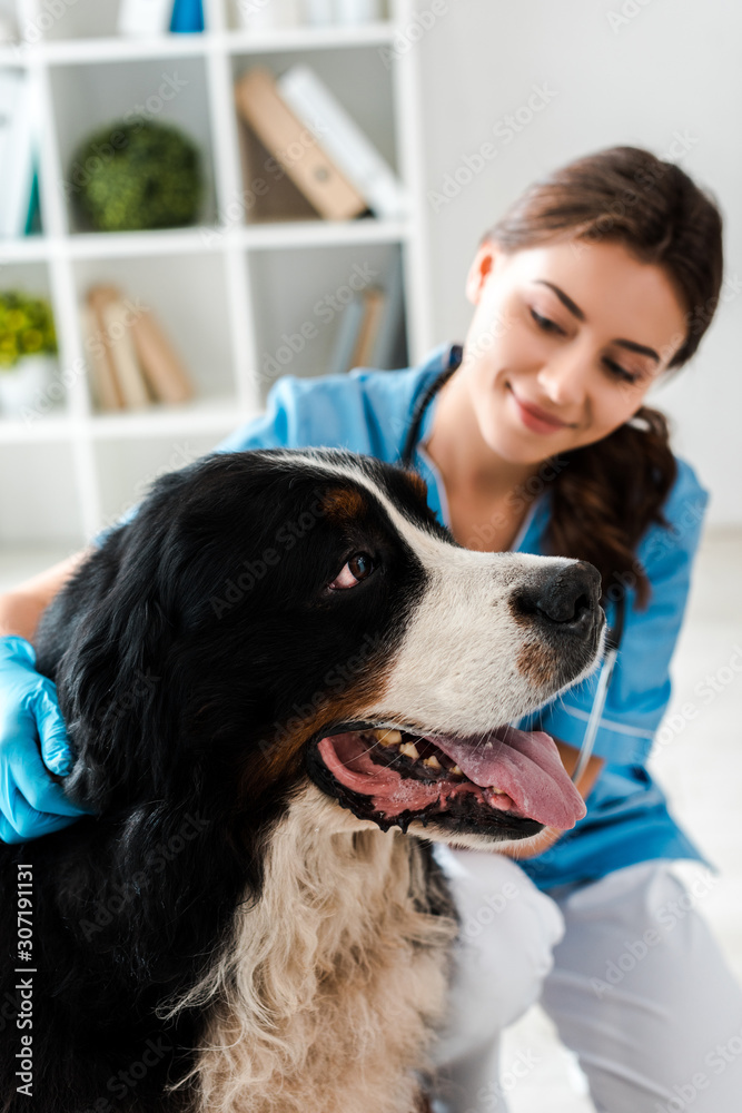 selective focus of smiling veterinarian examining berner sennenhund dog