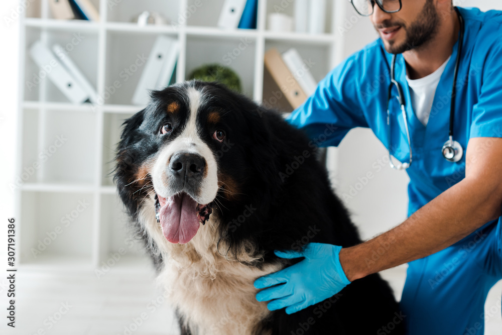 cropped view of veterinarian examining cute bernese mountain dog - obrazy, fototapety, plakaty 