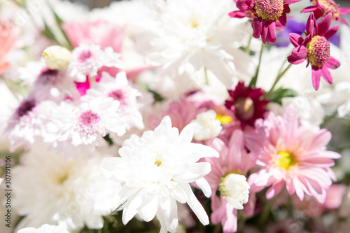 Close up of Daisy Bouquet Background