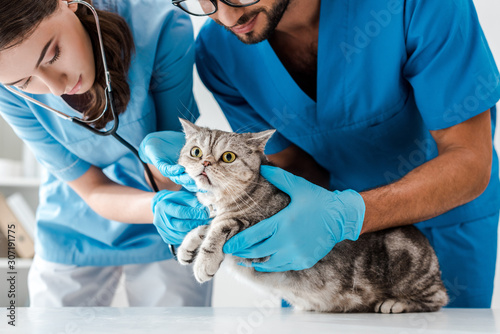 Fototapeta Naklejka Na Ścianę i Meble -  two attentive veterinarians examining cute scottish straight cat with stethoscope