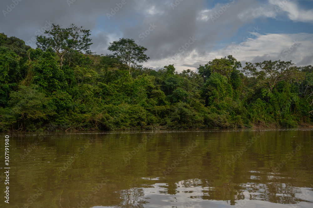 Amazon rain forest in a perfect and lovely sunny day