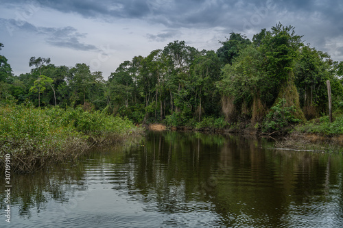 Amazon rain forest in a perfect and lovely sunny day