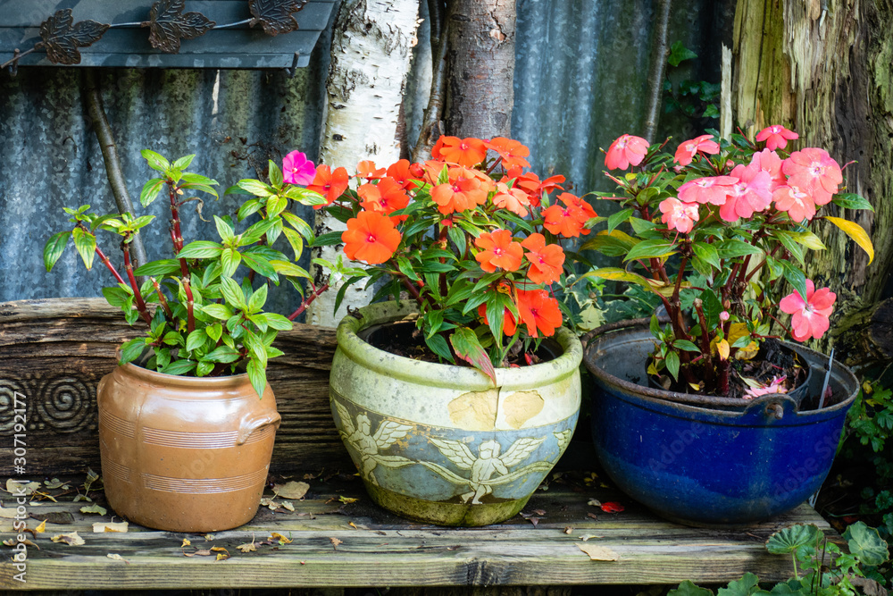 Terracotta earthen flower pots with busy Lissie - obrazy, fototapety, plakaty 