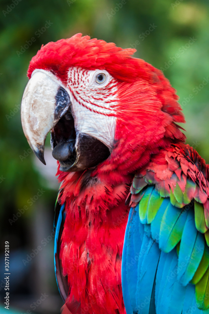 Loros, guacamayas y pericos