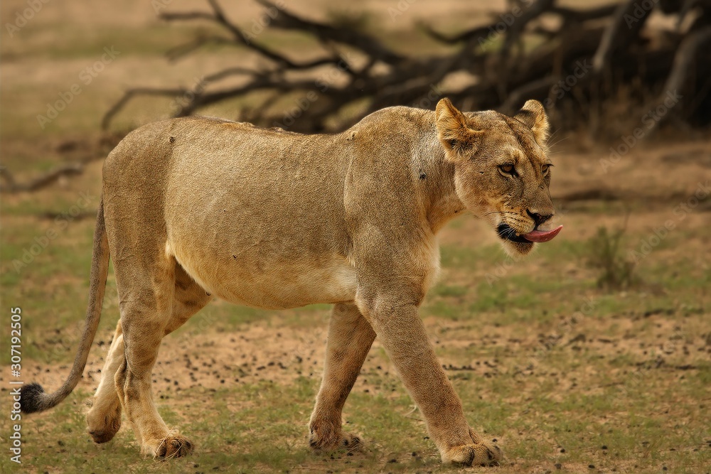 The lioness (Panthera leo) in Kalahari desert. The lioness (Panthera leo) in Kalahari desert.