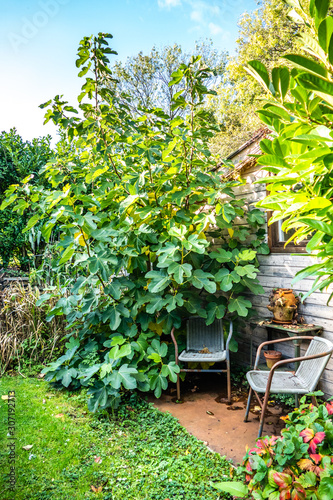 Garden view with sitting corner near the fig tree