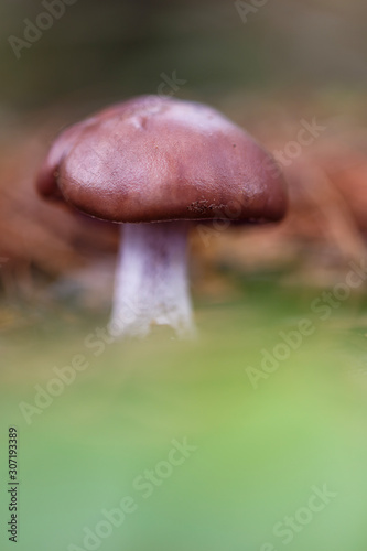 Macro shot of a mushroom with out of focus background.