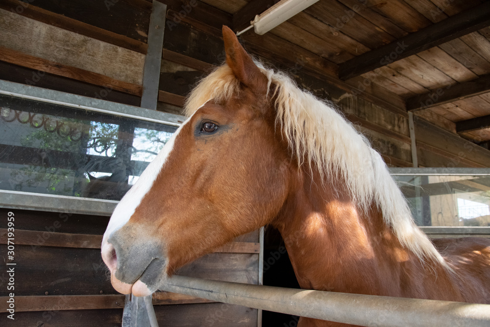 Fototapeta premium portrait of horse
