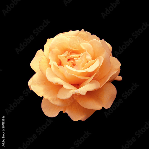 Beautiful tea rose isolated on a black background